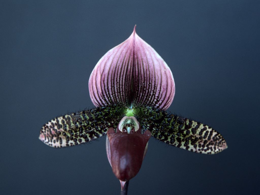 Paph Raisin Jack