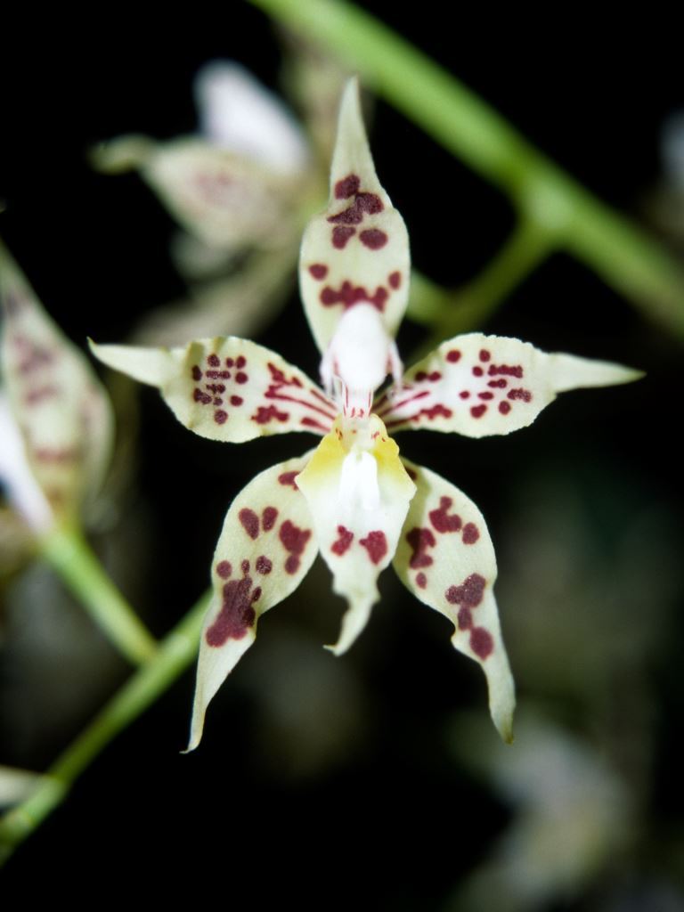 Oncidium odoratum