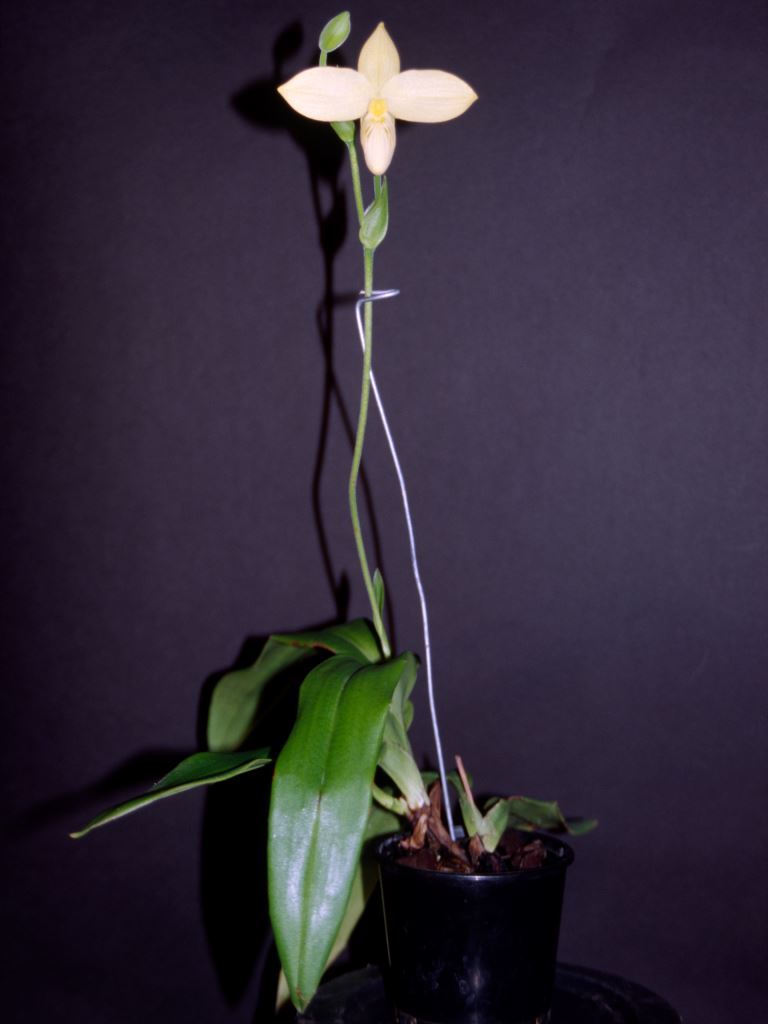 Phragmipedium besseae