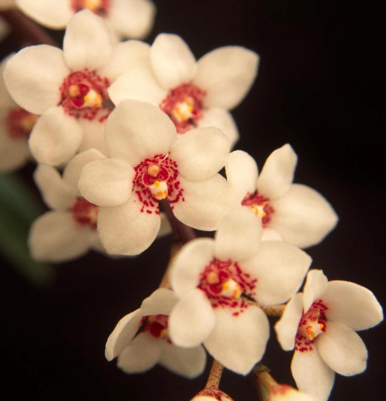 Sarcochilus hartmannii - HCC/AOC