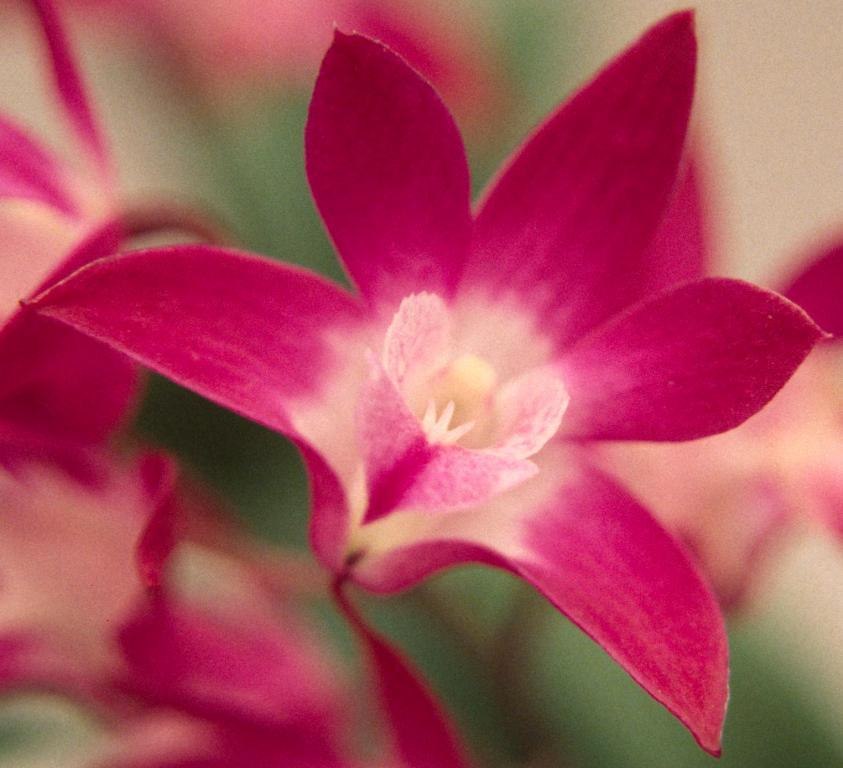 Dendrobium Jonathan's Glory - HCC/AOC