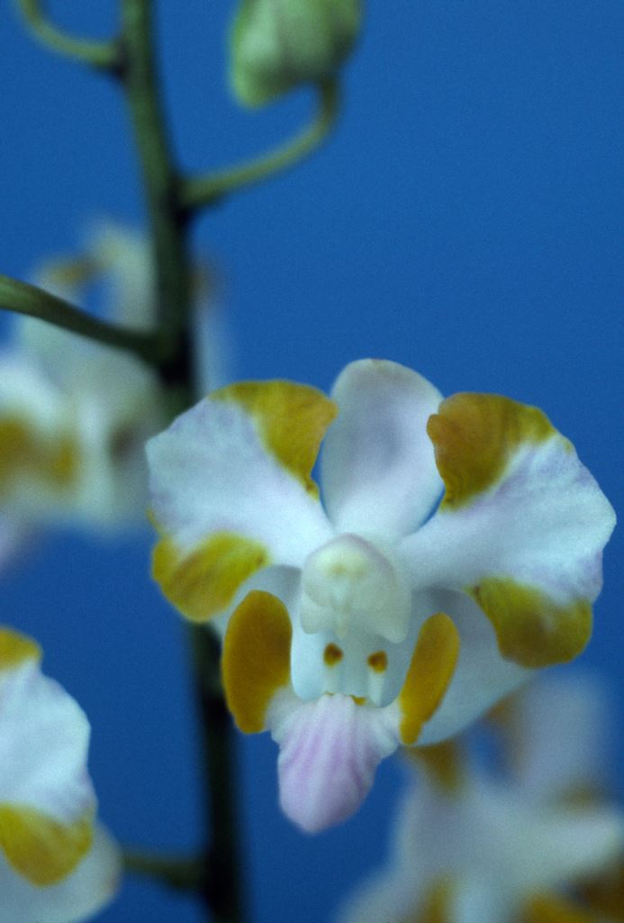 Phalaenopsis pulcherrima var. pulcherrima - HCC/AOC