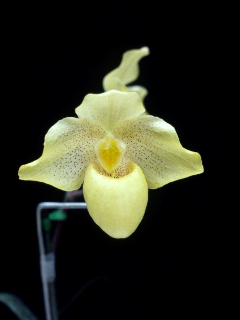 Paph Fumi's Gold