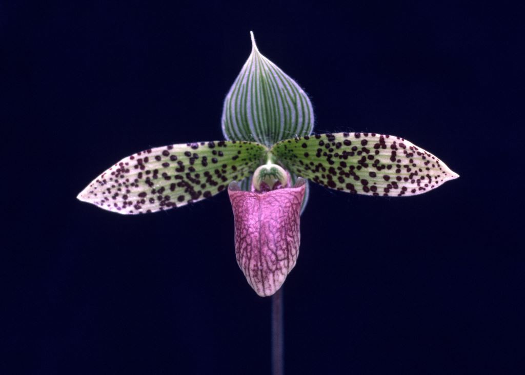 Paphiopedilum sukhakulii - HCC/AOC