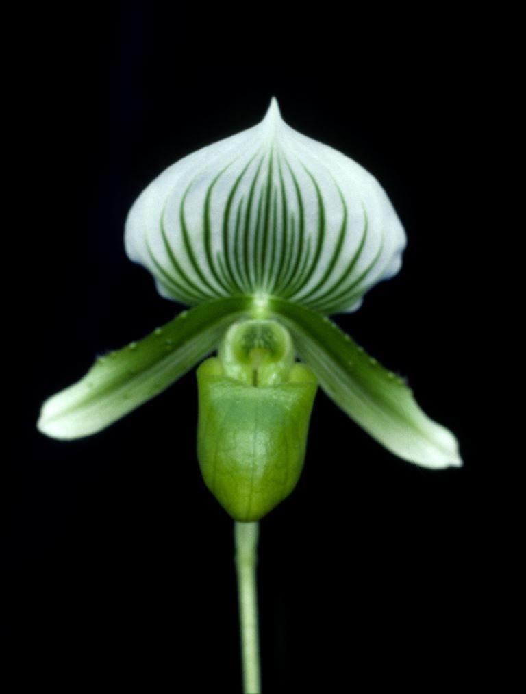 Paph Procrustes