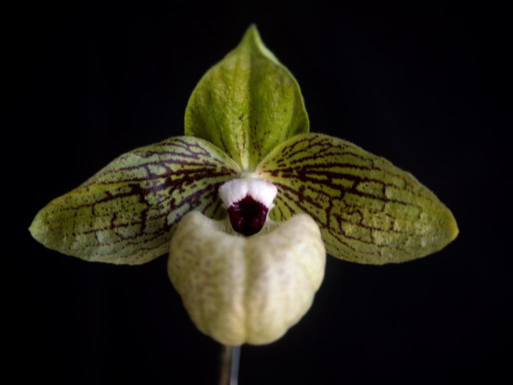 Paphiopedilum malipoense