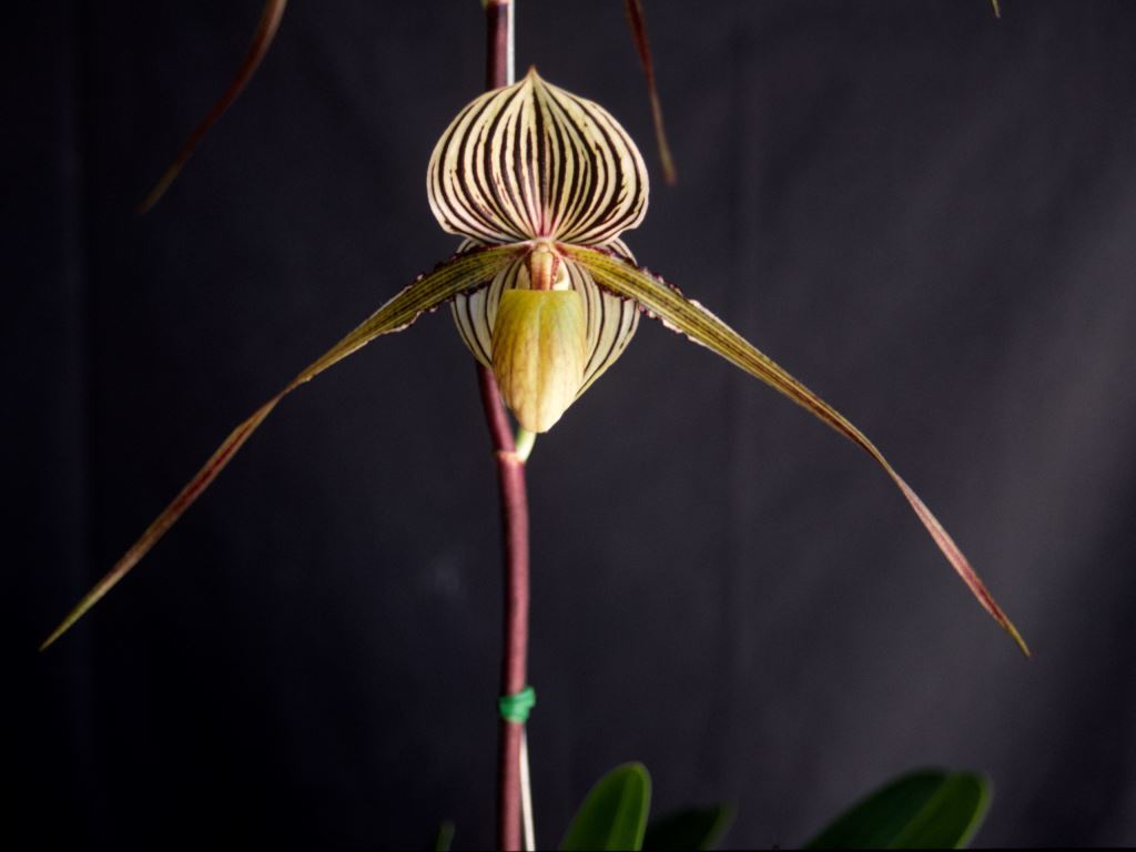 Paph Saint Swithin