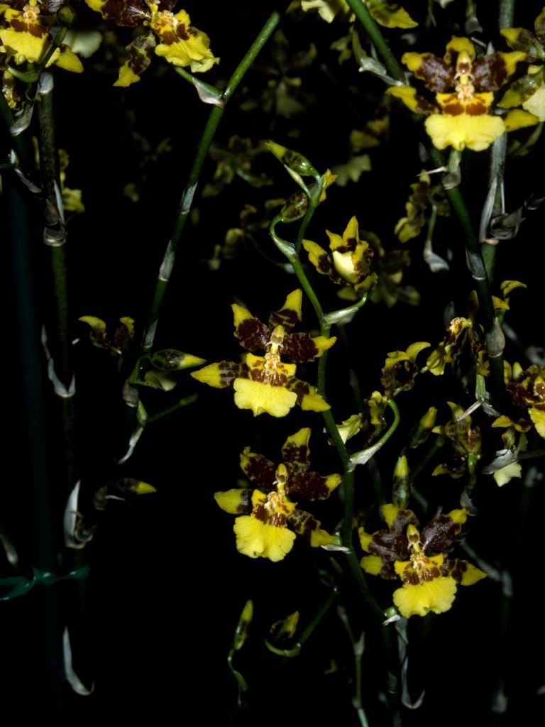 Oncidium sphacelatum