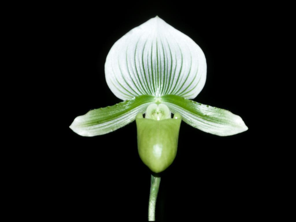 Paphiopedilum Silver Fleuret - HCC/AOC