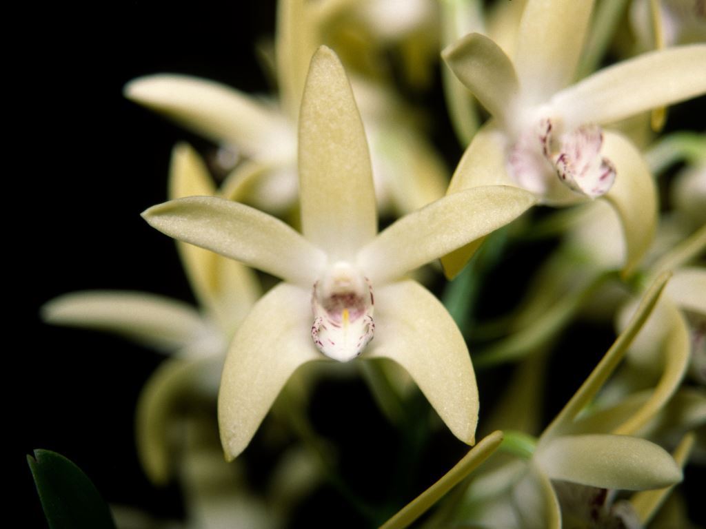 Dendrobium Kayla - HCC/AOC