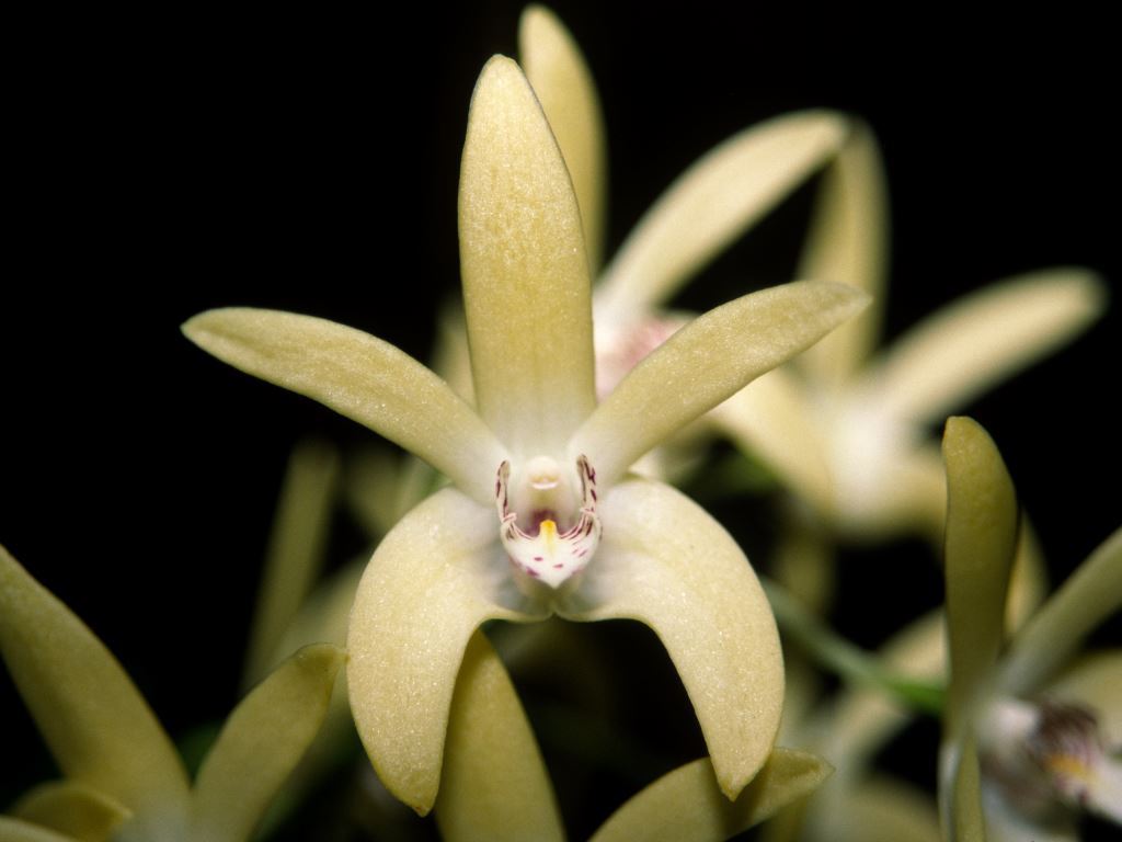 Dendrobium Kayla - HCC/AOC