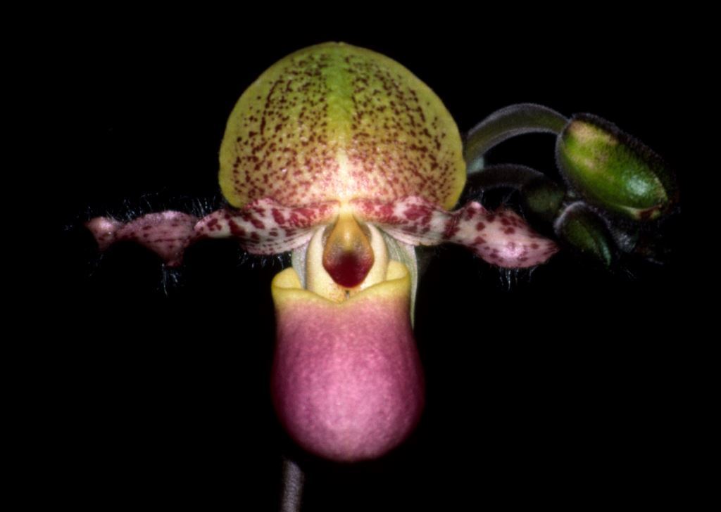 Paphiopedilum moquetteanum - HCC/AOC