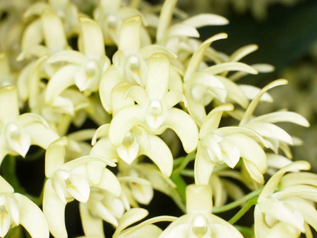 Dendrobium Gracillimum - ACC/AOC
