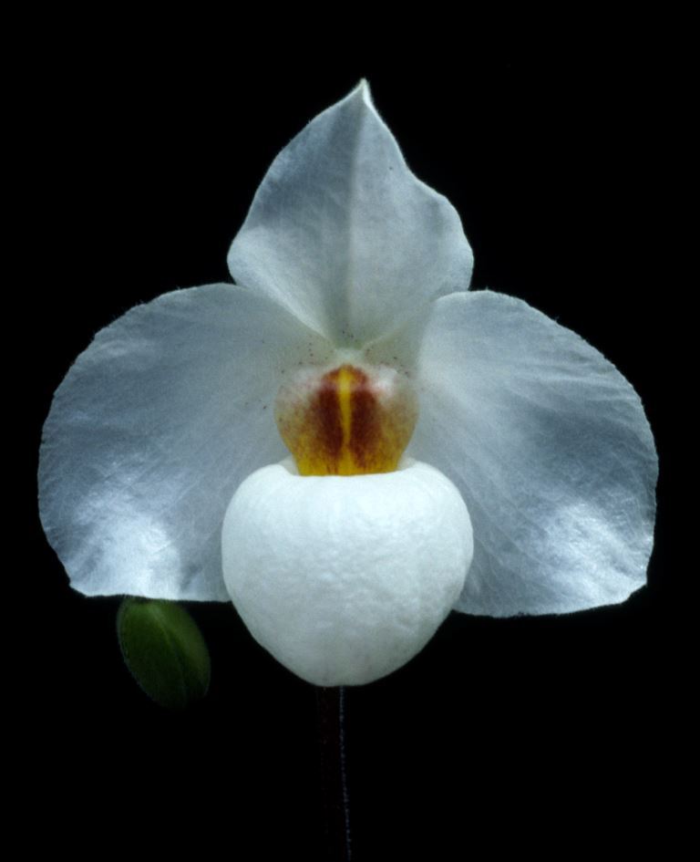 Paphiopedilum Armeni White - HCC/AOC