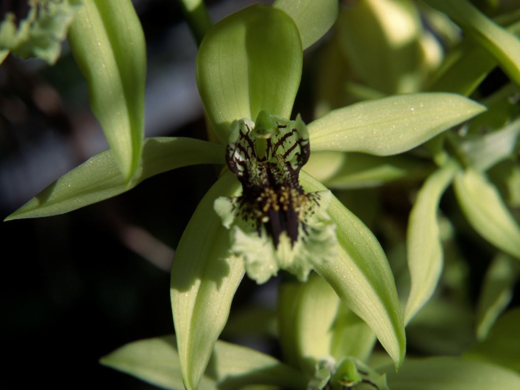 Coelogyne pandurata - HCC/AOC