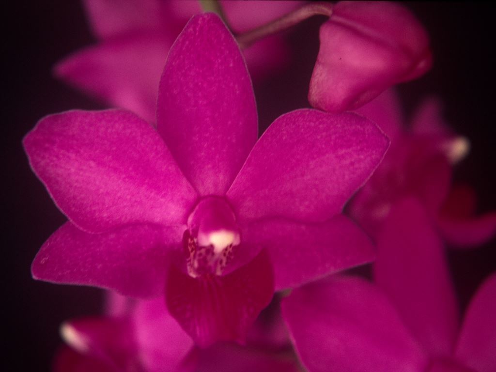 Phal Malibu Queen