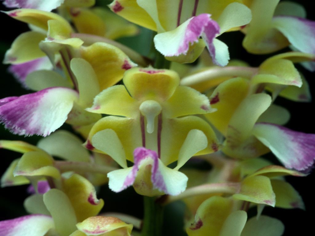 Aerides houlletiana - ACC/AOC