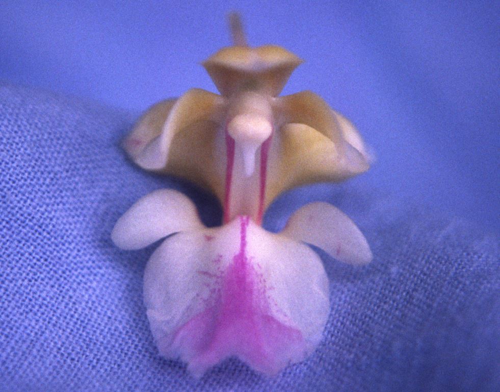 Aerides houlletiana - HCC/AOC