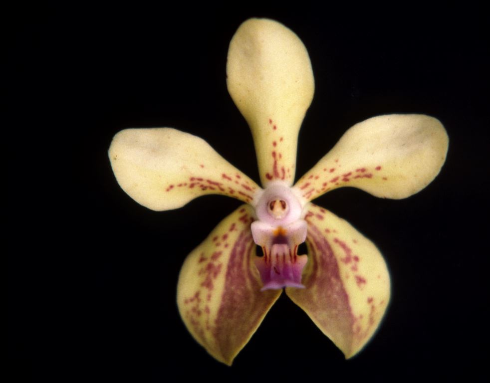 Vanda lamellata var. remediosae