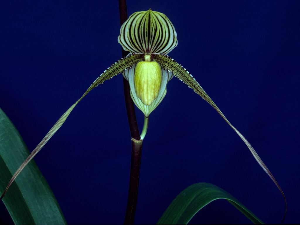 Paphiopedilum Saint Swithin - AM/AOC