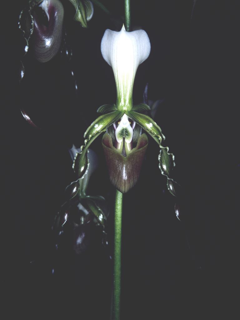 Paphiopedilum dianthum - HCC/AOC