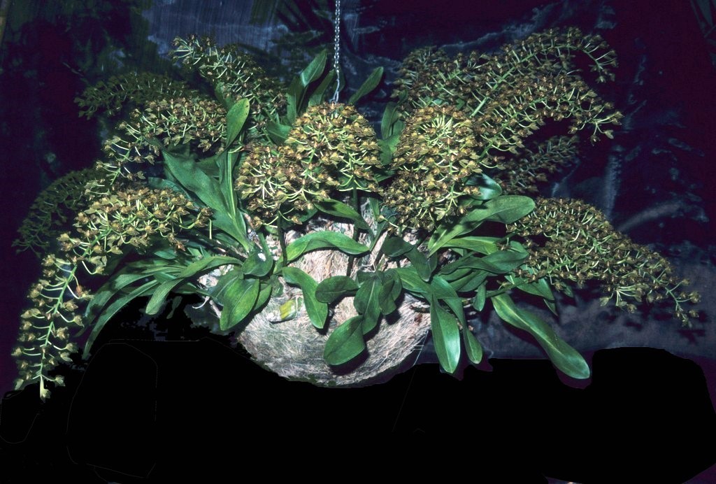 Grammatophyllum scriptum - ACC/AOC