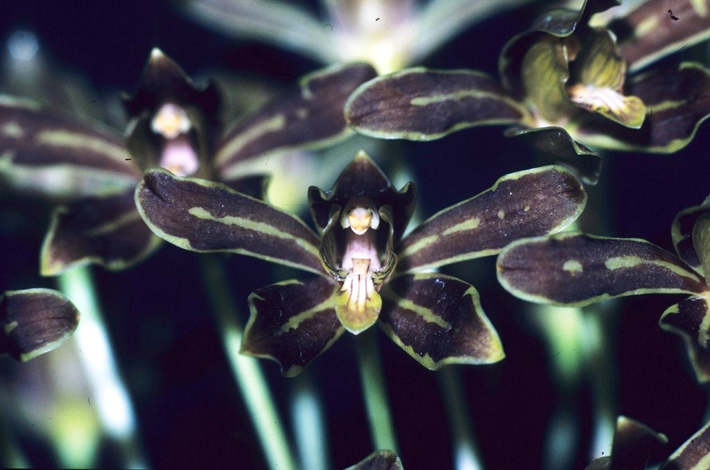 Grammatophyllum scriptum - photo 2