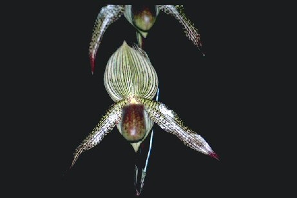 Paphiopedilum Garnet Crown