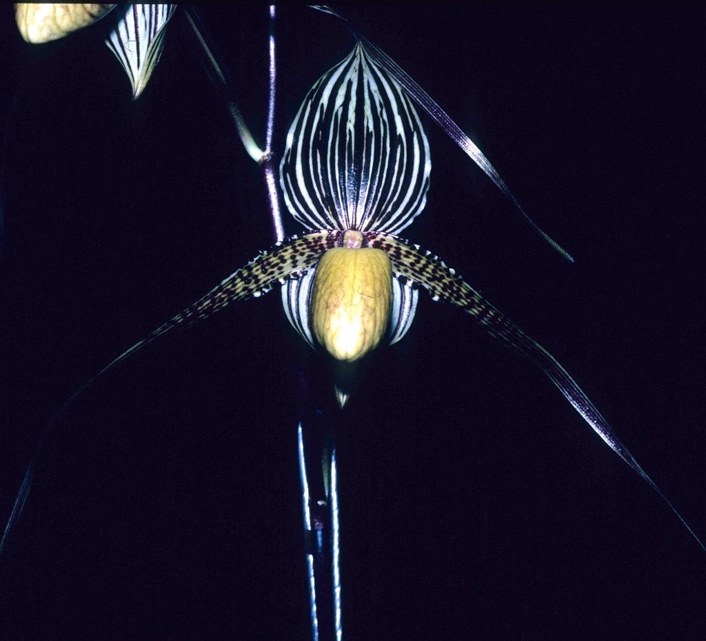 Paph Saint Swithin