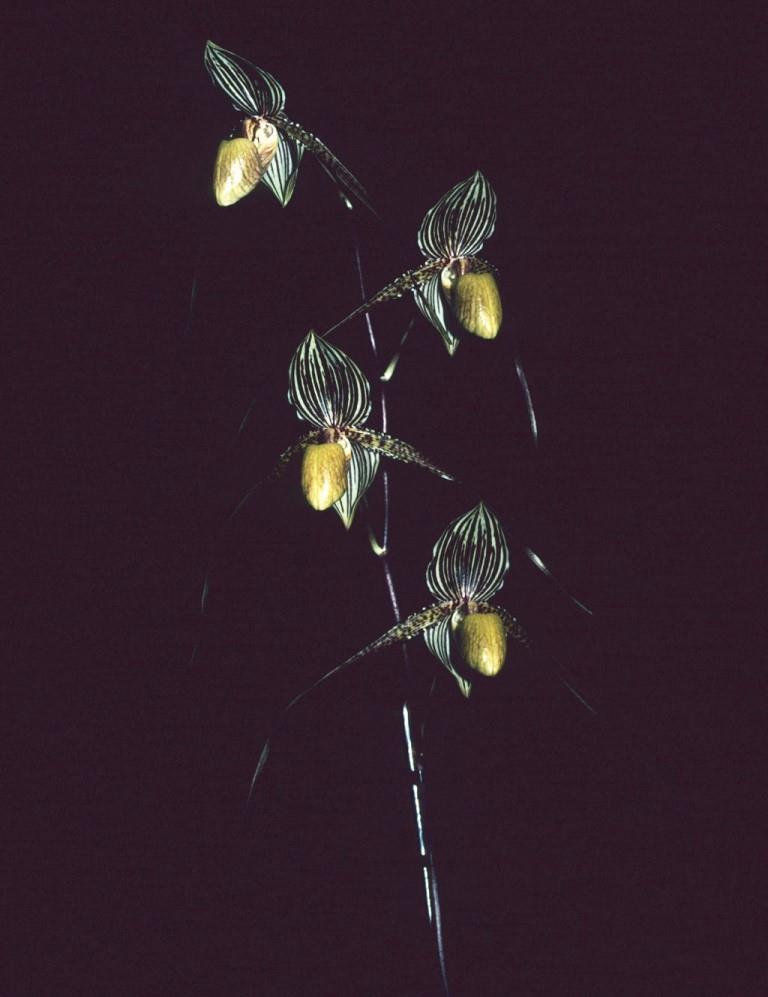 Paphiopedilum Saint Swithin - photo 2
