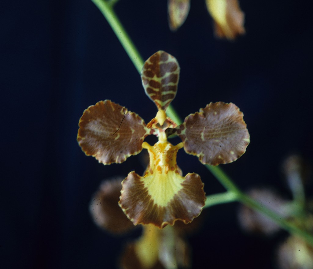 Gomesa imperatoris-maximiliana