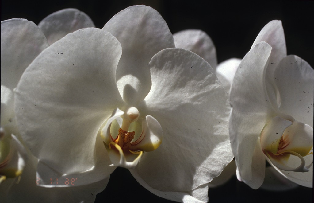 Phalaenopsis Bob Goode