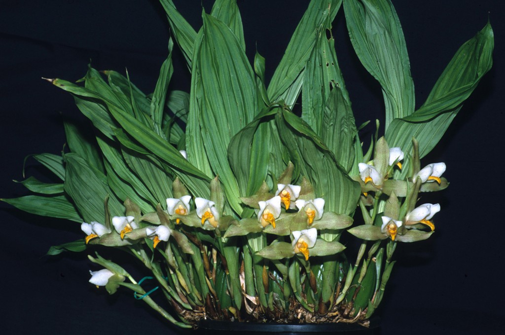 Lycaste deppei - ACC/AOC