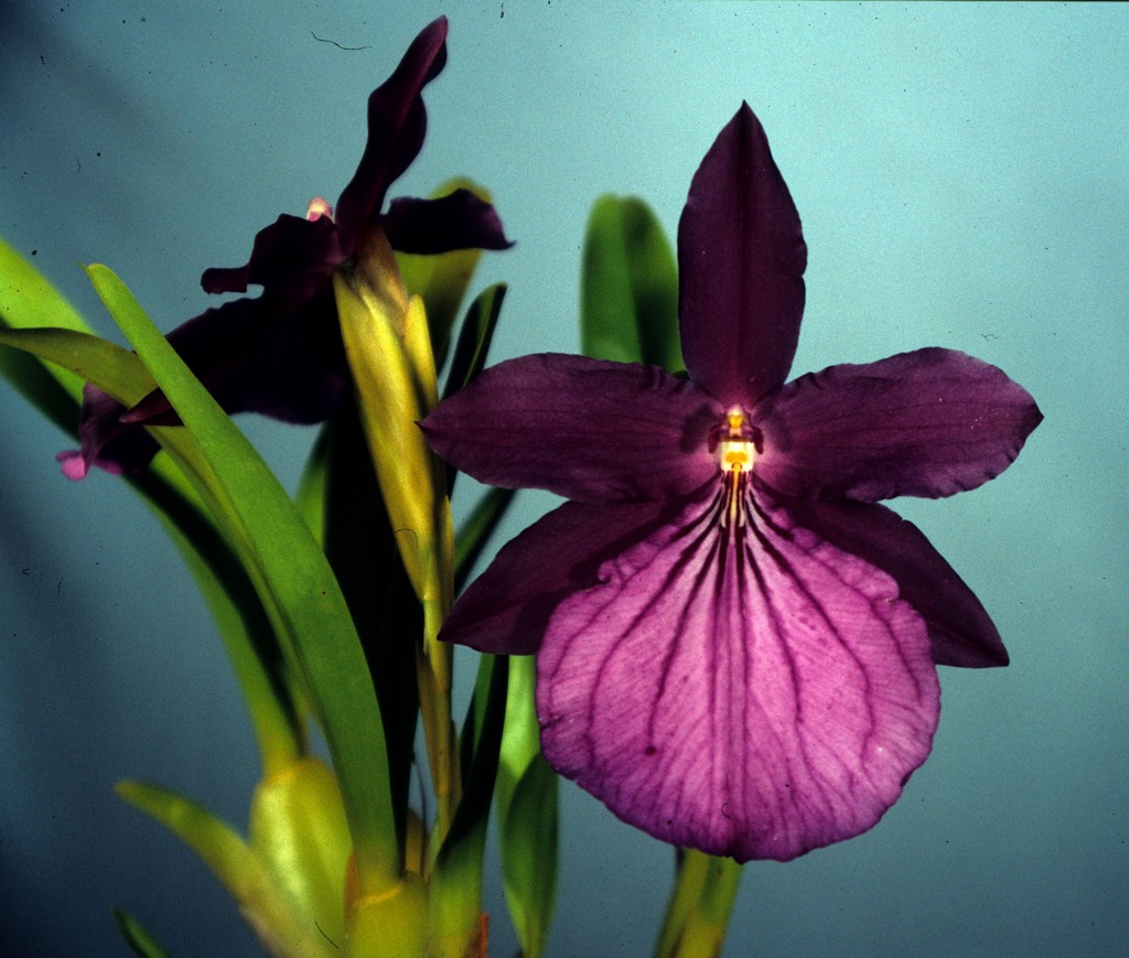 Miltonia moreliana - HCC/AOC