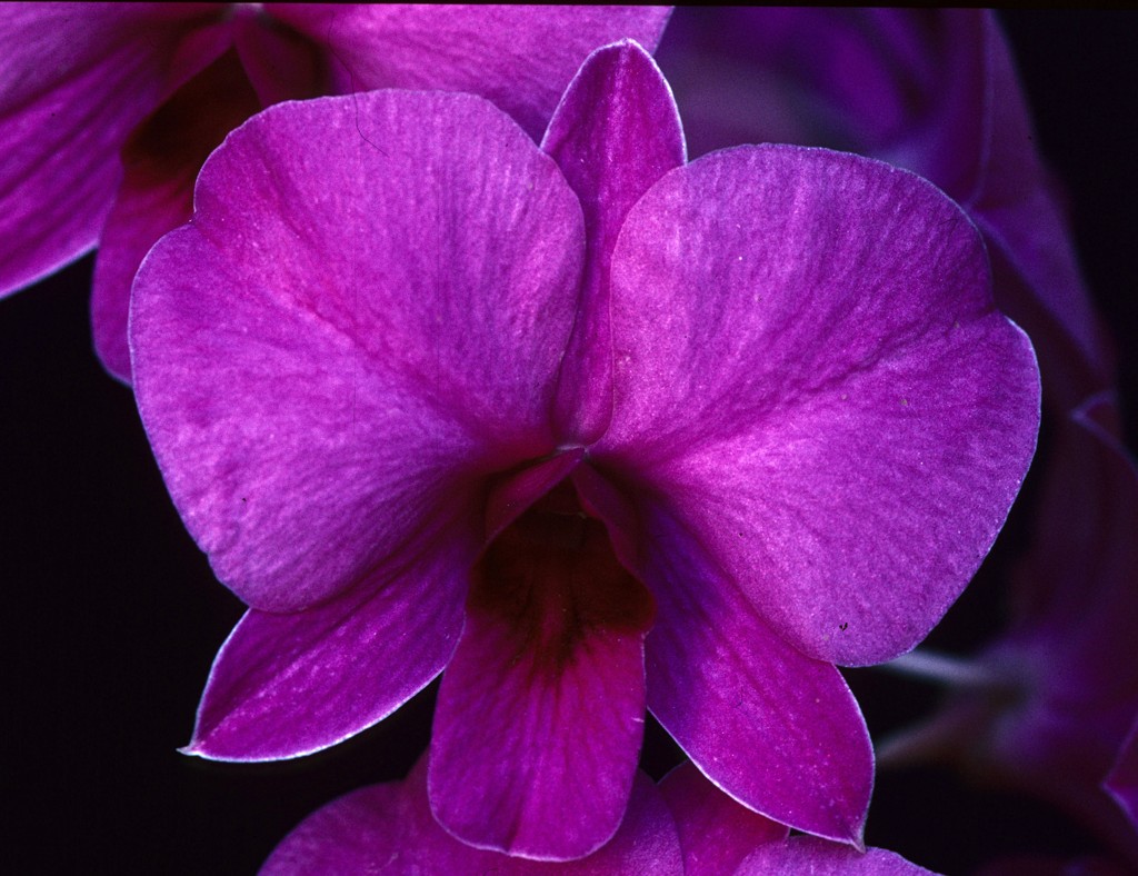 Dendrobium bigibbum var. compactum