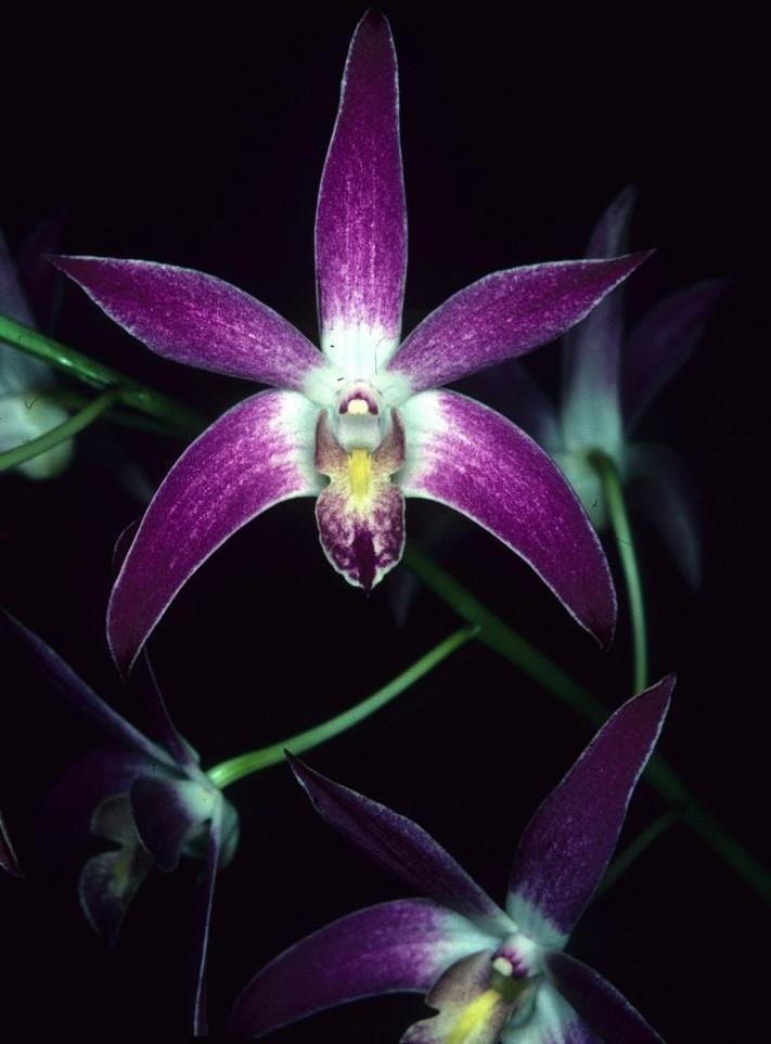 Dendrobium Anne's Rainbow Surprise - HCC/AOC