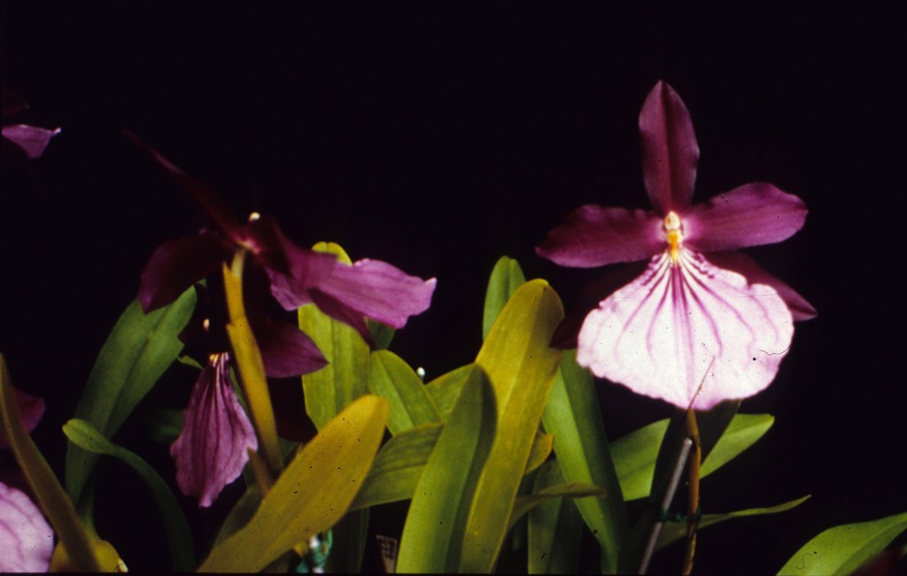 Miltonia moreliana - AM/AOC