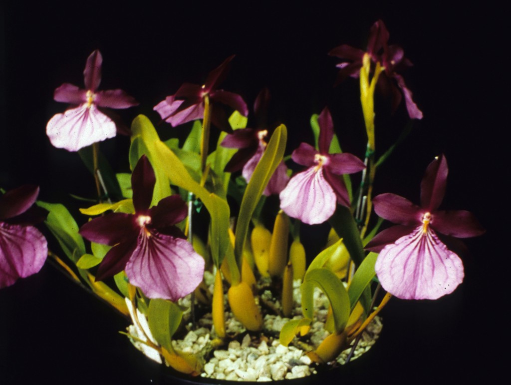 Miltonia moreliana - ACC/AOC