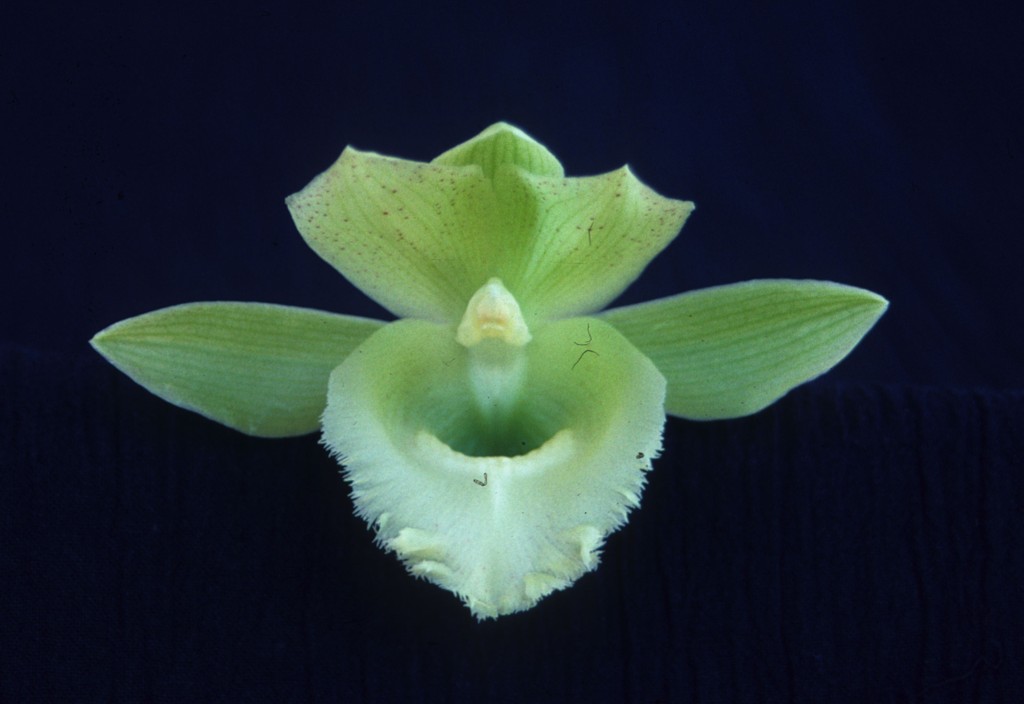 Catasetum Raymond Lerner - HCC/AOC