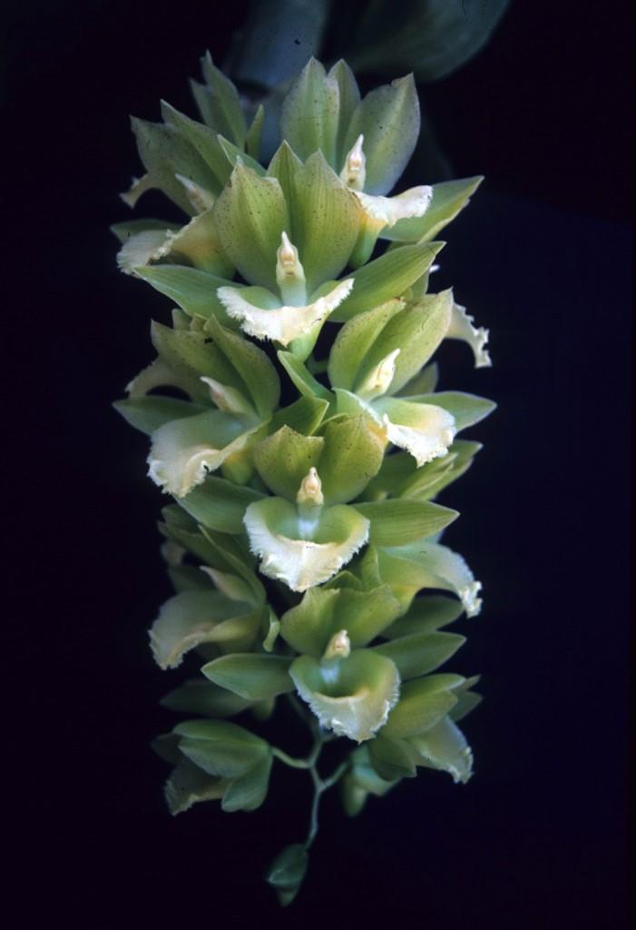 Catasetum Raymond Lerner - photo 2