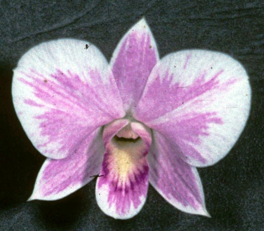 Dendrobium bigibbum