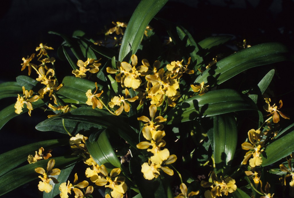 Gomesa longipes - ACC/AOC