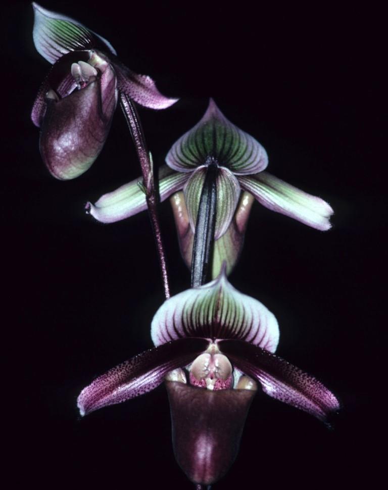 Paphiopedilum superbiens - AD/AOC