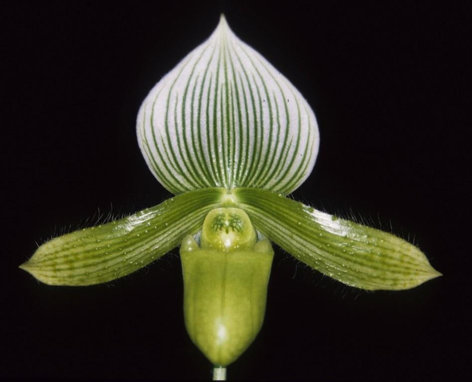 Paphiopedilum Sara Gillis