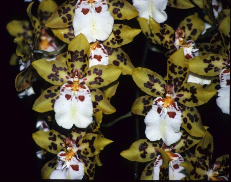 Oncidium Dorothy Wisnom