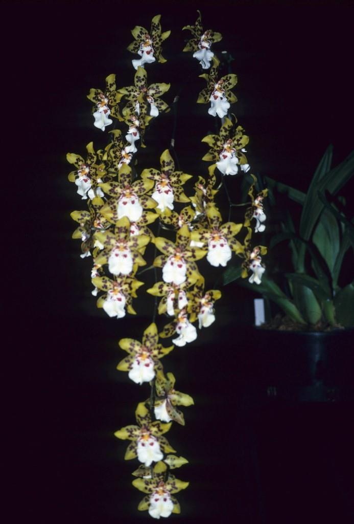 Oncidium Dorothy Wisnom - photo 2