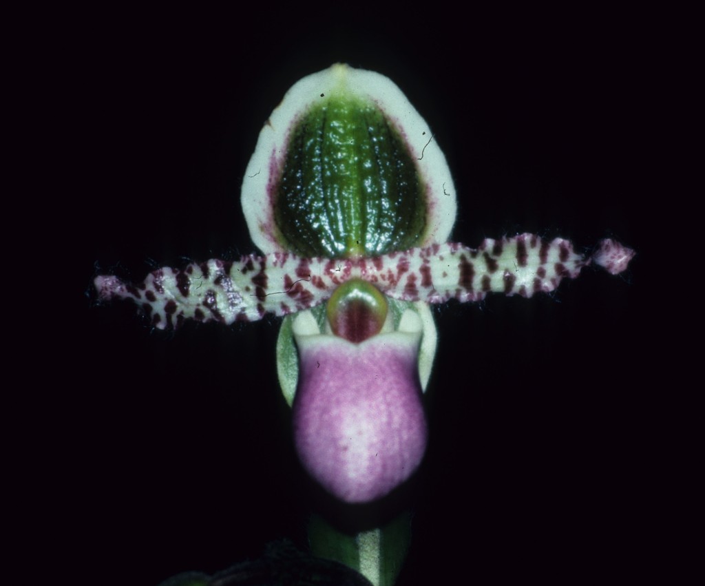 Paphiopedilum liemianum - AM/AOC