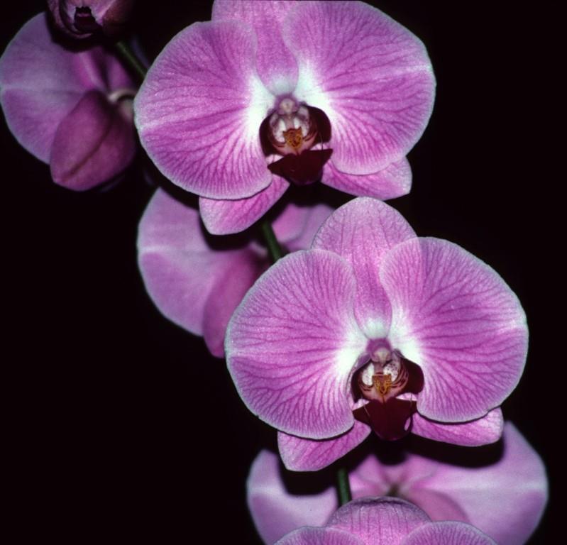 Phalaenopsis Happy Valentine