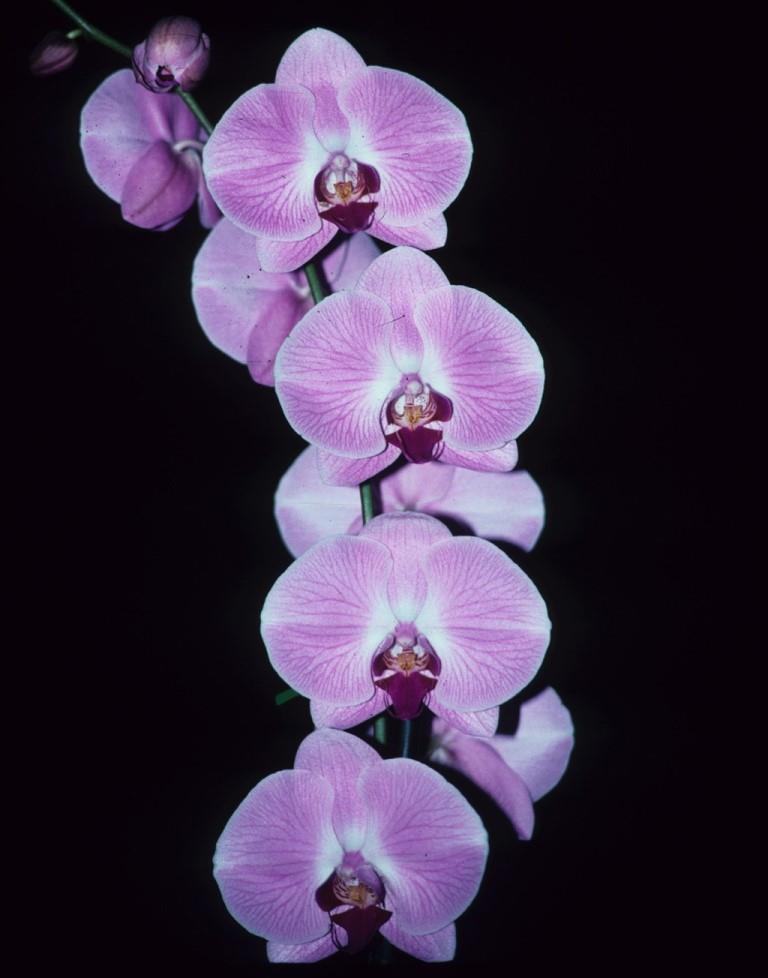 Phalaenopsis Happy Valentine - photo 2