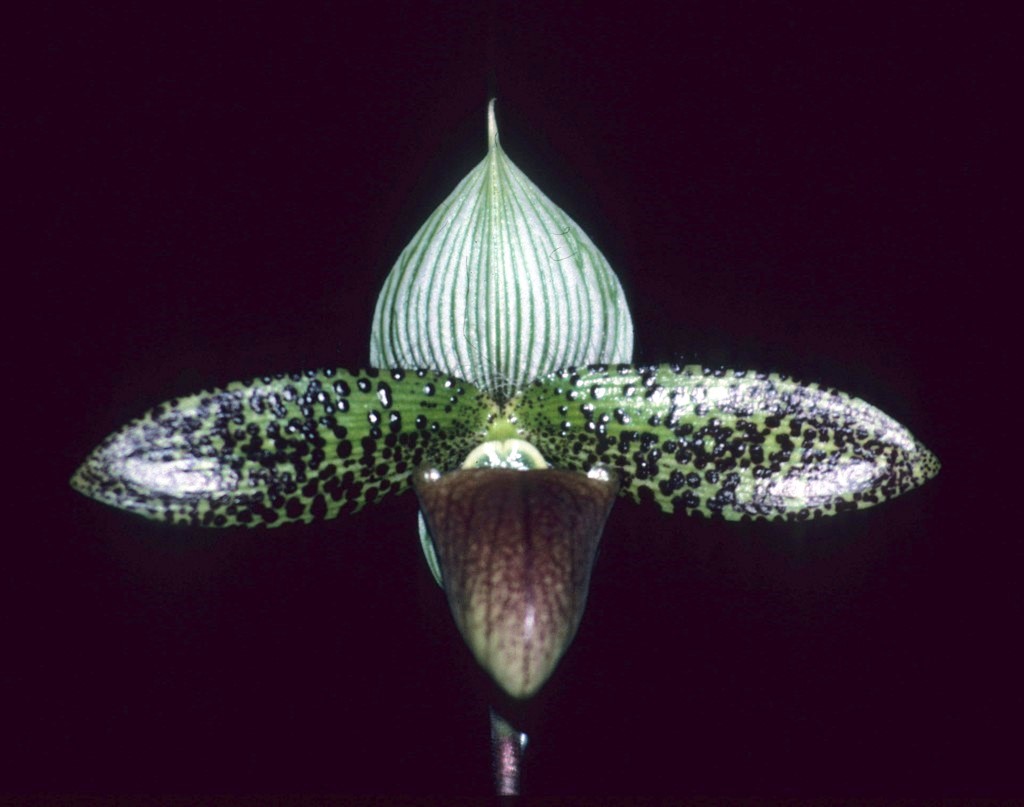 Paphiopedilum sukhakulii - AM/AOC